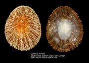 Cymbula miniata